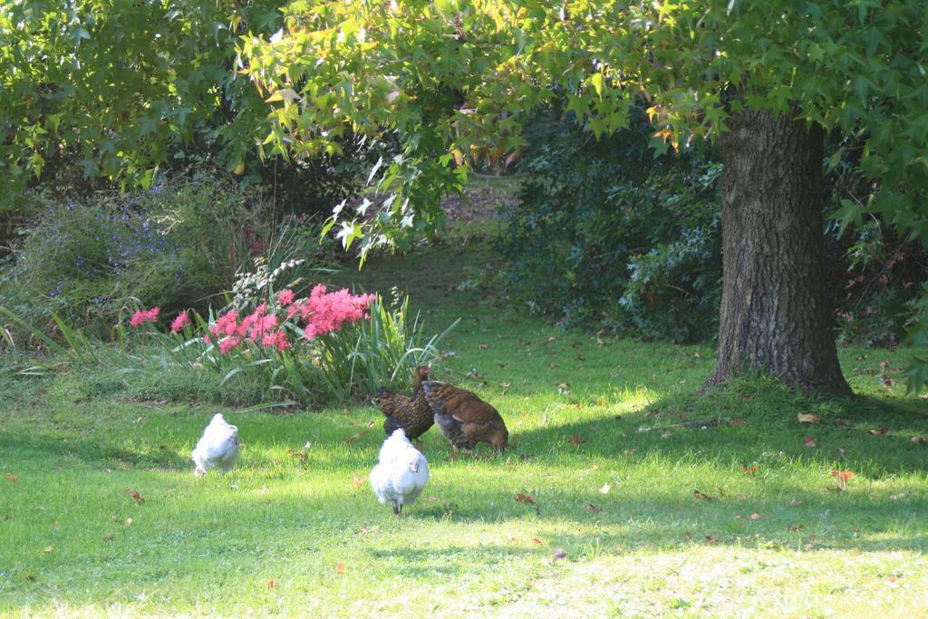 Mirboo North Strathmore Farm B&B מראה חיצוני תמונה