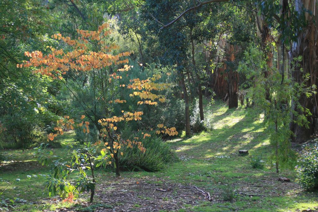 Mirboo North Strathmore Farm B&B מראה חיצוני תמונה